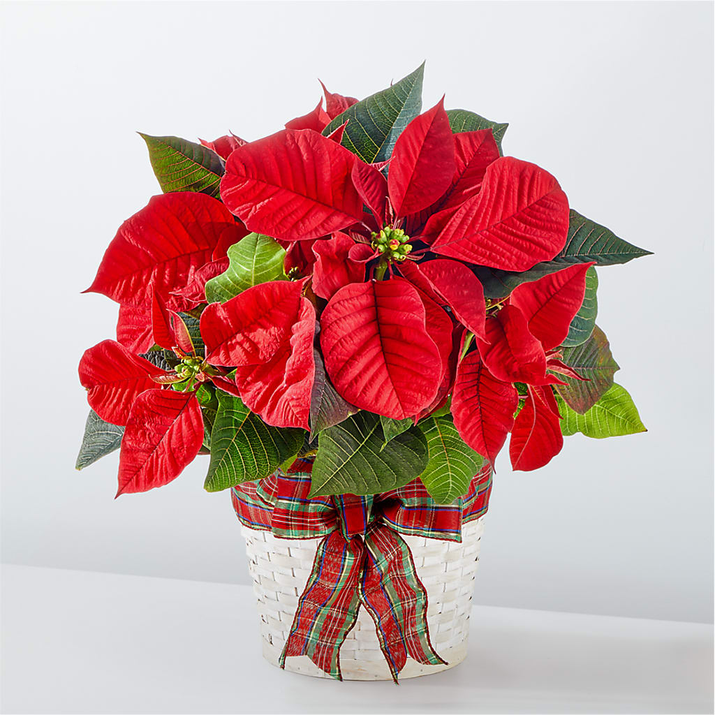 Happiest Holidays Poinsettia – Olson Florist, Salem OR