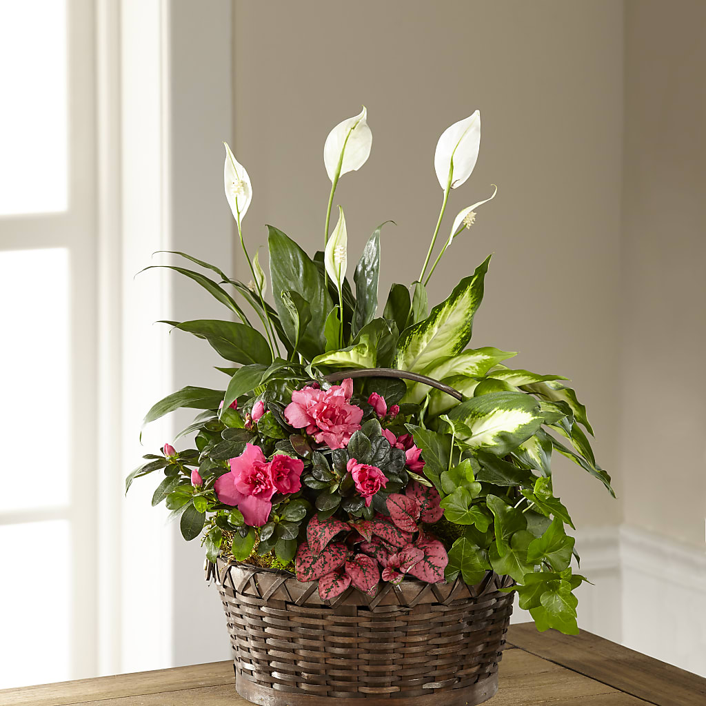 Dream in Pink Dishgarden – Olson Florist, Salem OR