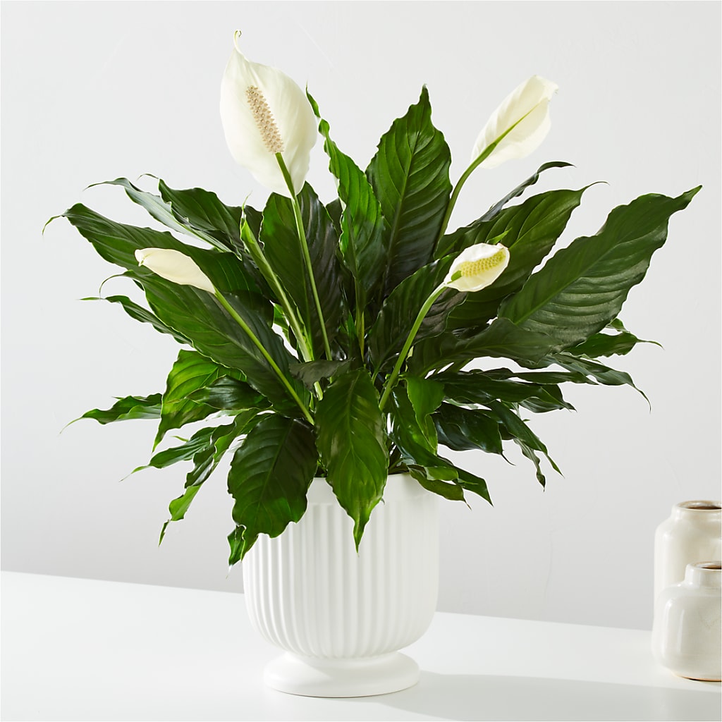 Comfort Planter – Olson Florist, Salem OR