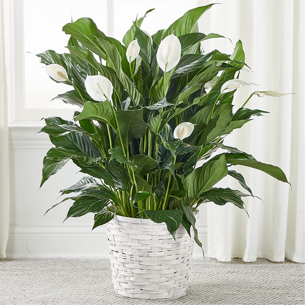 A New Leaf Peace Lily – Olson Florist, Salem OR