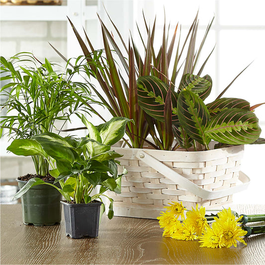 Florist Designed Blooming and Green Plants in a Basket –  Olson Florist, Salem OR