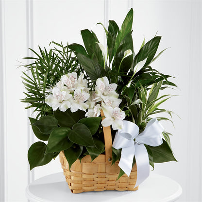 Peace & Serenity Dishgarden –  Olson Florist, Salem OR