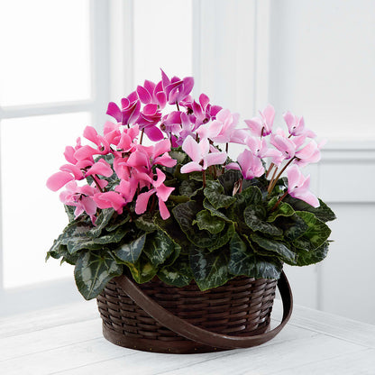 Mixed Cyclamen Planter –  Olson Florist, Salem OR