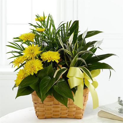 Loving Light Dishgarden –  Olson Florist, Salem OR