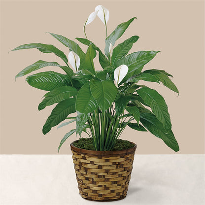 Tranquil Moments Peace Lily Plant –  Olson Florist, Salem OR
