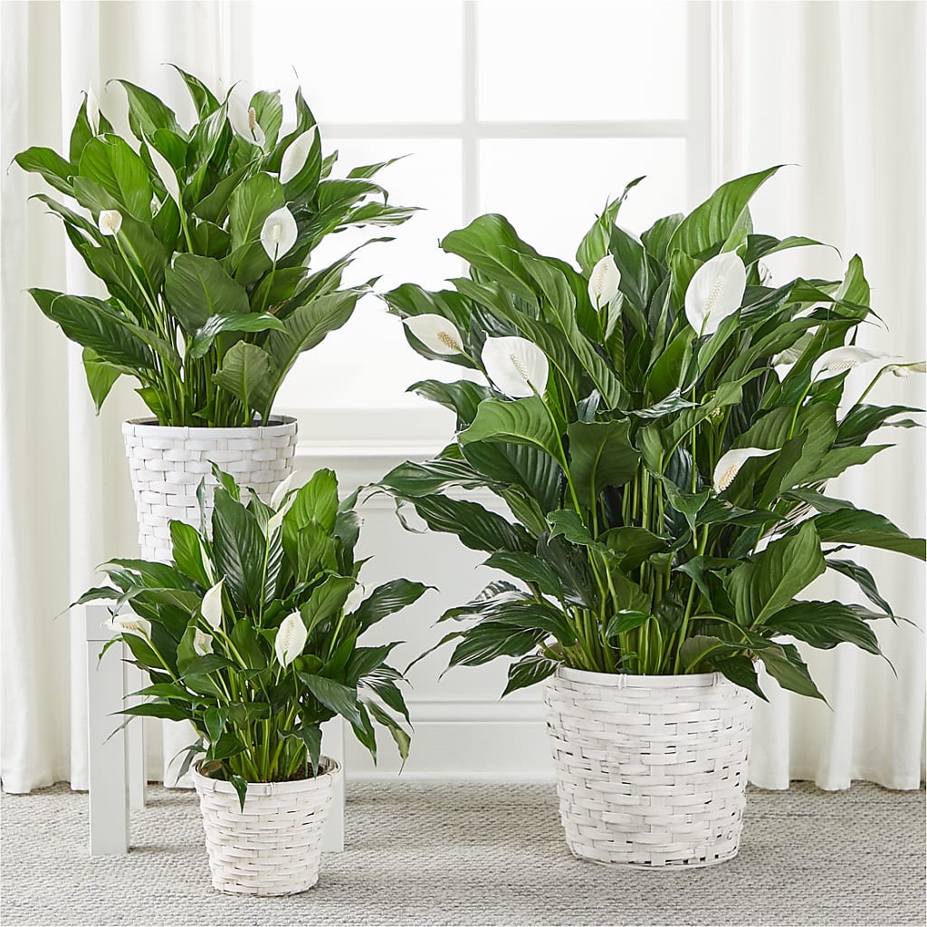 A New Leaf Peace Lily –  Olson Florist, Salem OR