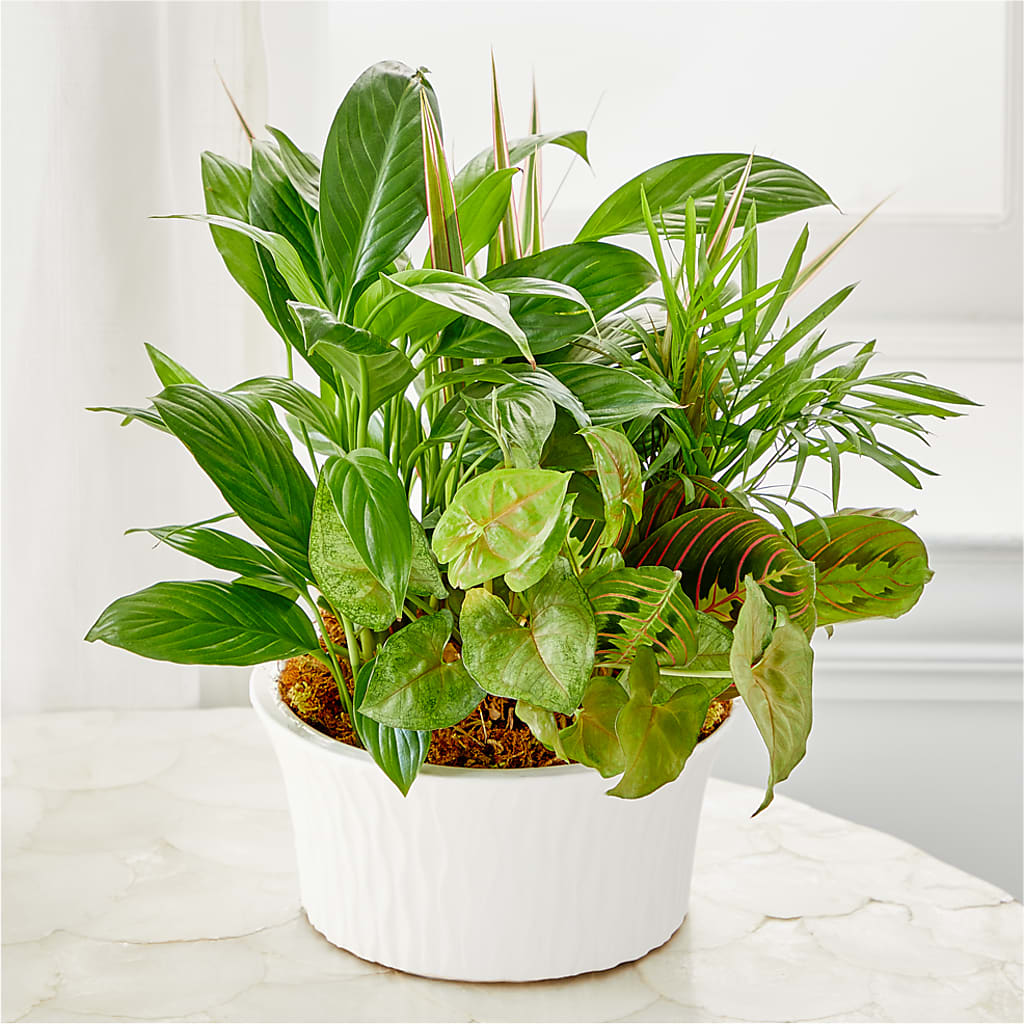 Balance & Harmony Dishgarden –  Olson Florist, Salem OR