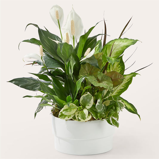 Jardin de fleurs rayonnant de positivité